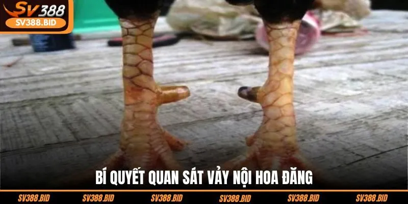 bi-quyet-quan-sat-vay-noi-hoa-dang