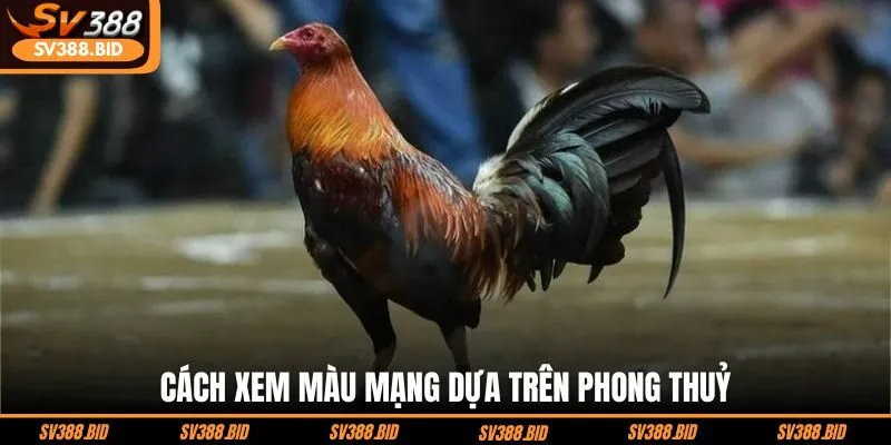 cach-xem-mau-mang-dua-tren-phong-thuy