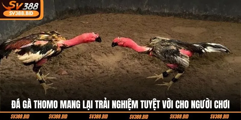 da-ga-thomo-mang-lai-trai-nghiem-tuyet-voi-cho-nguoi-choi