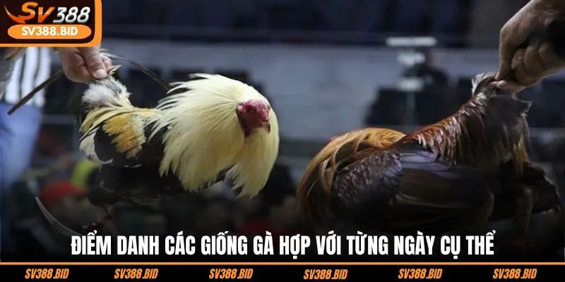 diem-danh-cac-giong-ga-hop-voi-tung-ngay-cu-the