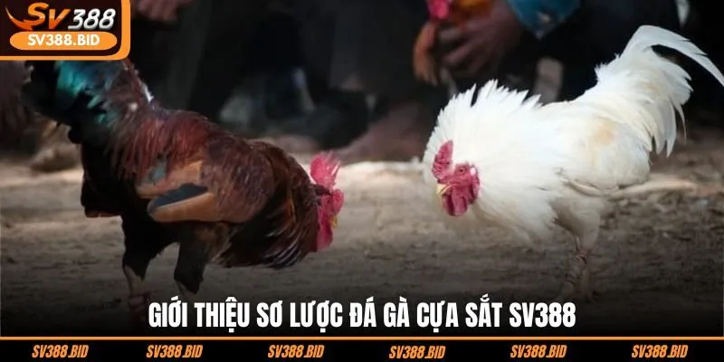 gioi-thieu-so-luoc-da-ga-cua-sat-sv388