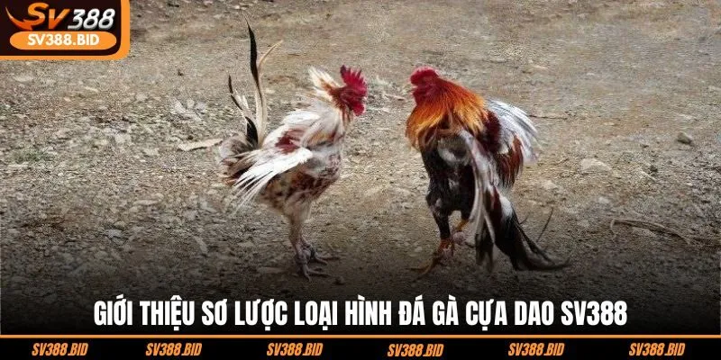 gioi-thieu-so-luoc-loai-hinh-da-ga-cua-dao-sv388