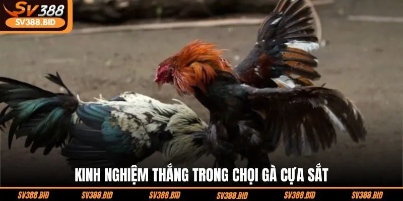 kinh-nghiem-thang-trong-choi-ga-cua-sat