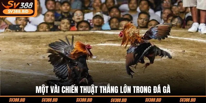 mot-vai-chien-thuat-thang-lon-trong-da-ga