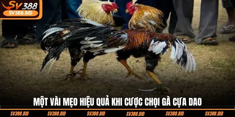 mot-vai-meo-hieu-qua-khi-cuoc-choi-ga-cua-dao