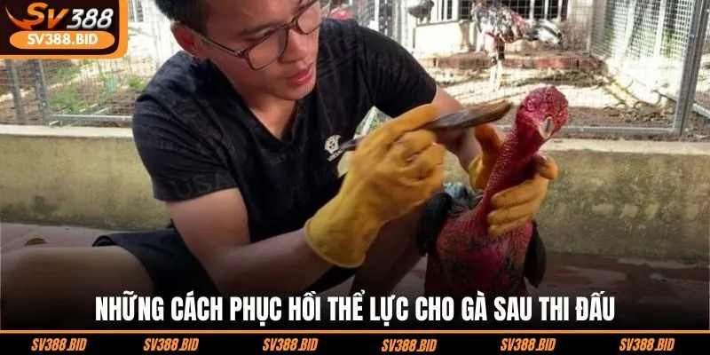 nhung-cach-phuc-hoi-the-luc-cho-ga-sau-thi-dau