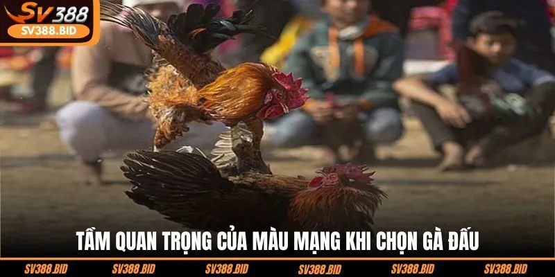 tam-quan-trong-cua-mau-mang-khi-chon-ga-dau