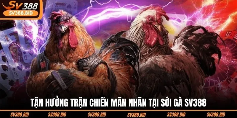 tan-huong-tran-chien-man-nhan-tai-soi-ga-sv388