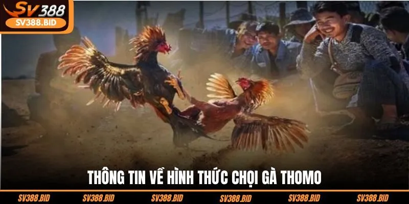 thong-tin-ve-hinh-thuc-choi-ga-thomo