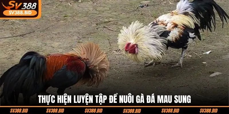 thuc-hien-luyen-tap-de-nuoi-ga-da-mau-sung