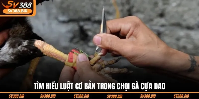 tim-hieu-luat-co-ban-trong-choi-ga-cua-dao