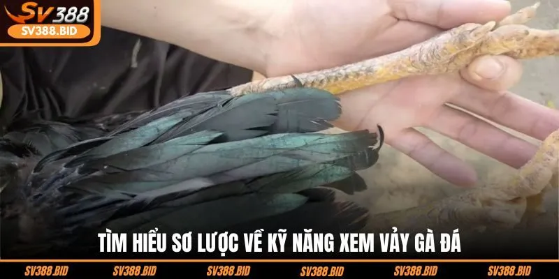 tim-hieu-so-luoc-ve-ky-nang-xem-vay-ga-da