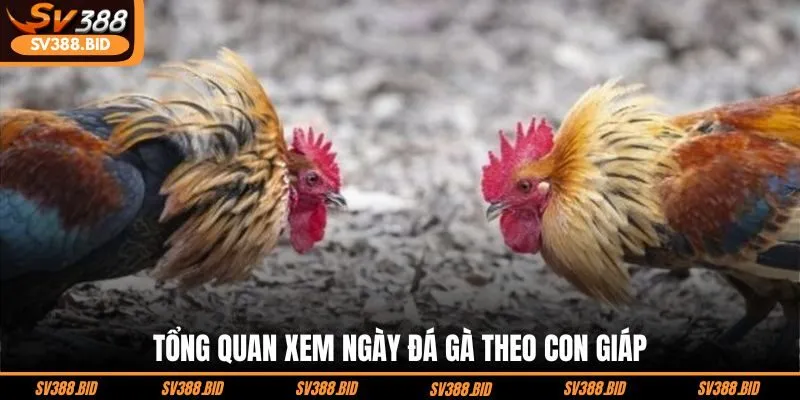 tong-quan-xem-ngay-da-ga-theo-con-giap