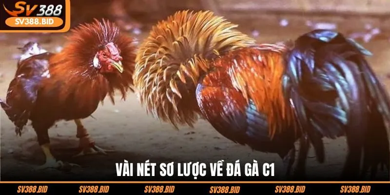 vai-net-so-luoc-ve-da-ga-c1